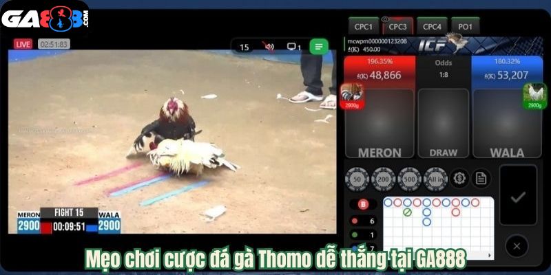 Mẹo chơi cược đá gà Thomo dễ thắng tại GA888
